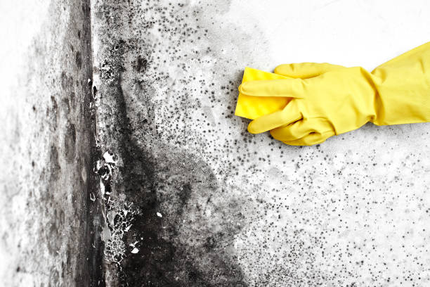 Best Health and Safety Mold Remediation in Carrington, ND